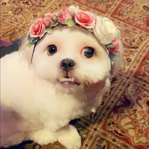 Meet your Posher, Bren